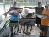 (08/21/2017) - Nice Striped Bass